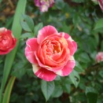 20090612fr0751-rose-red-white-pink-flower-DSC08825
