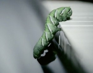 The Fray - How to Save a Life - Green Caterpillar on Piano Keys