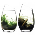 EcoSphere Self-Sustaining Tiny Ecosystem Enclosed in Glass – Resources ...