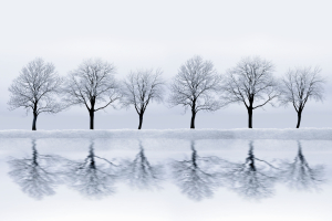 20141014tu-trees-winter-gray-reflection-water-shutterstock_116481592